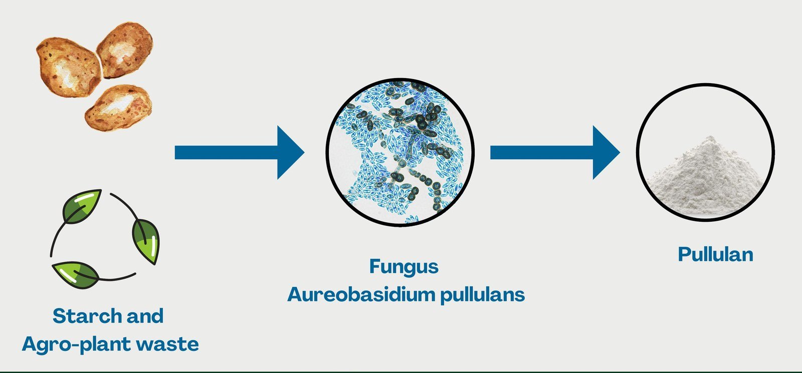 Starch and agricultural plant waste are fermented by the fungus Aureobasidium pullulans to produce pullulan powder